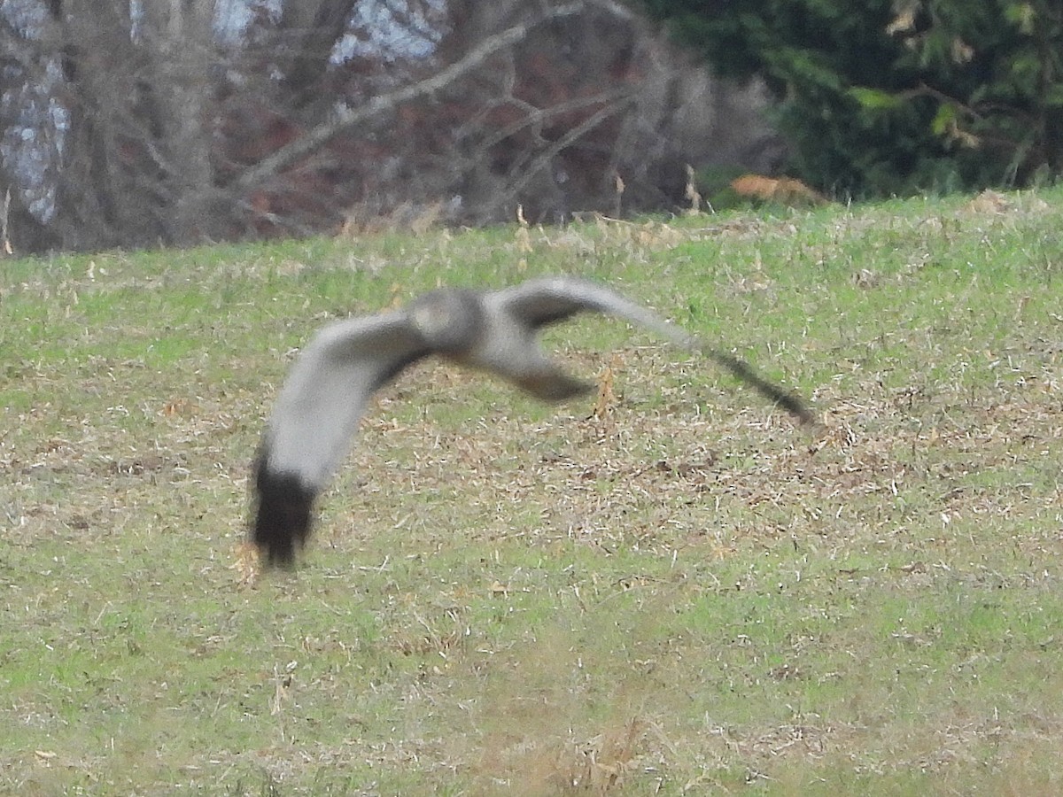 アメリカハイイロチュウヒ - ML645652442