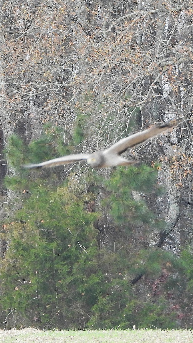 アメリカハイイロチュウヒ - ML645652444