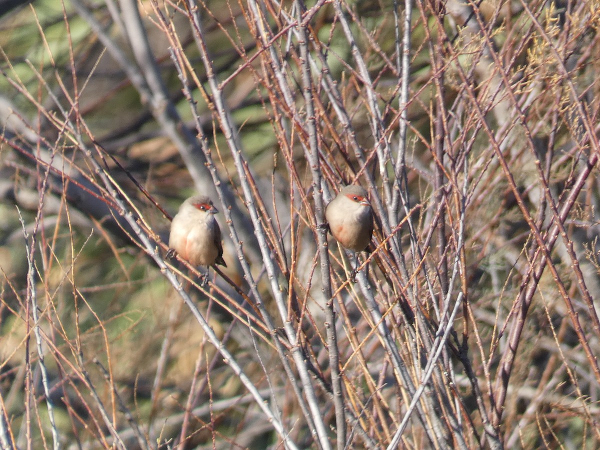 Common Waxbill - ML645652448