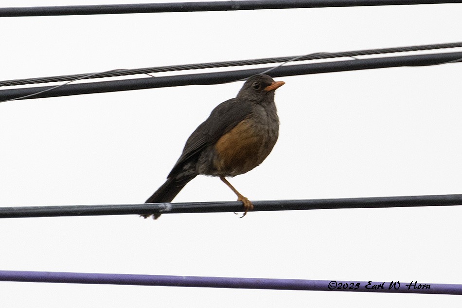 Эфиопский дрозд - ML645652450