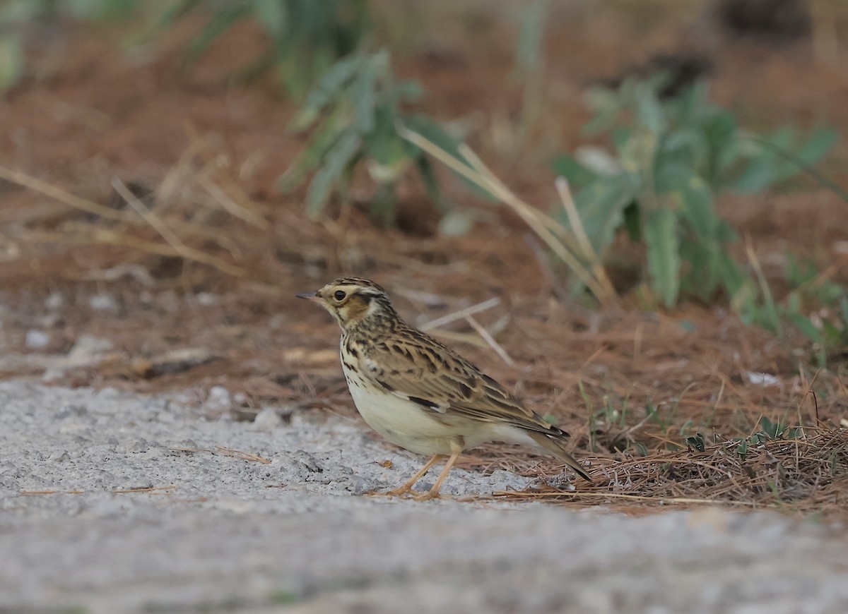 Wood Lark - ML645652453