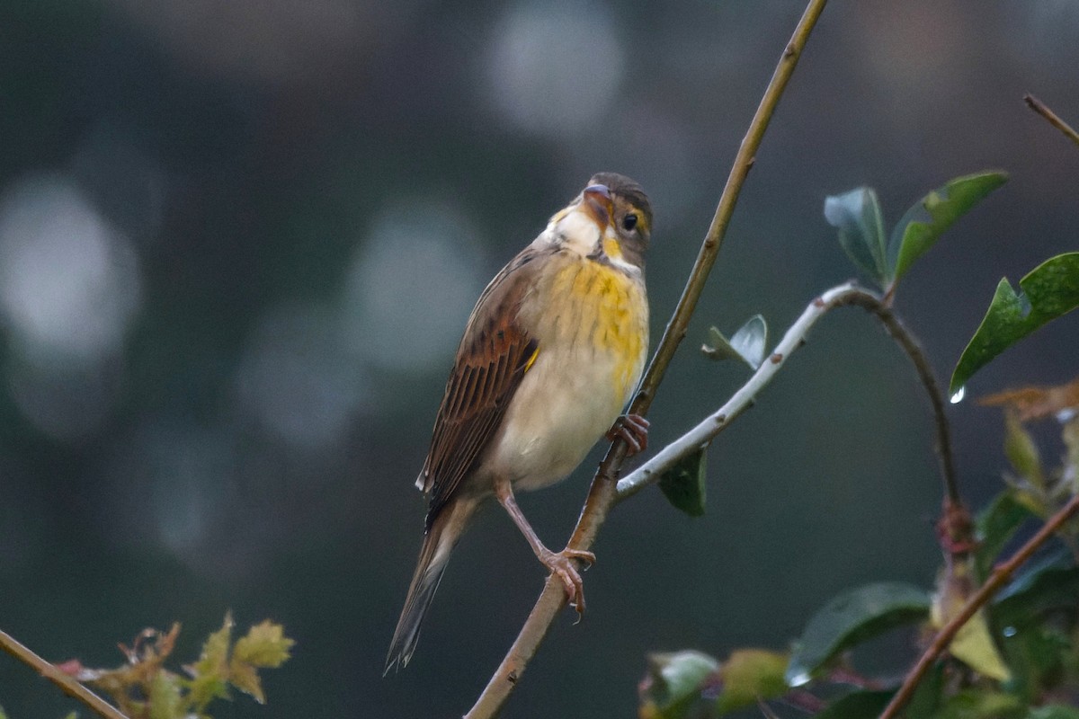 Dickcissel - ML645652454