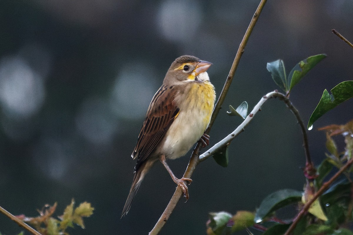 Dickcissel - ML645652455