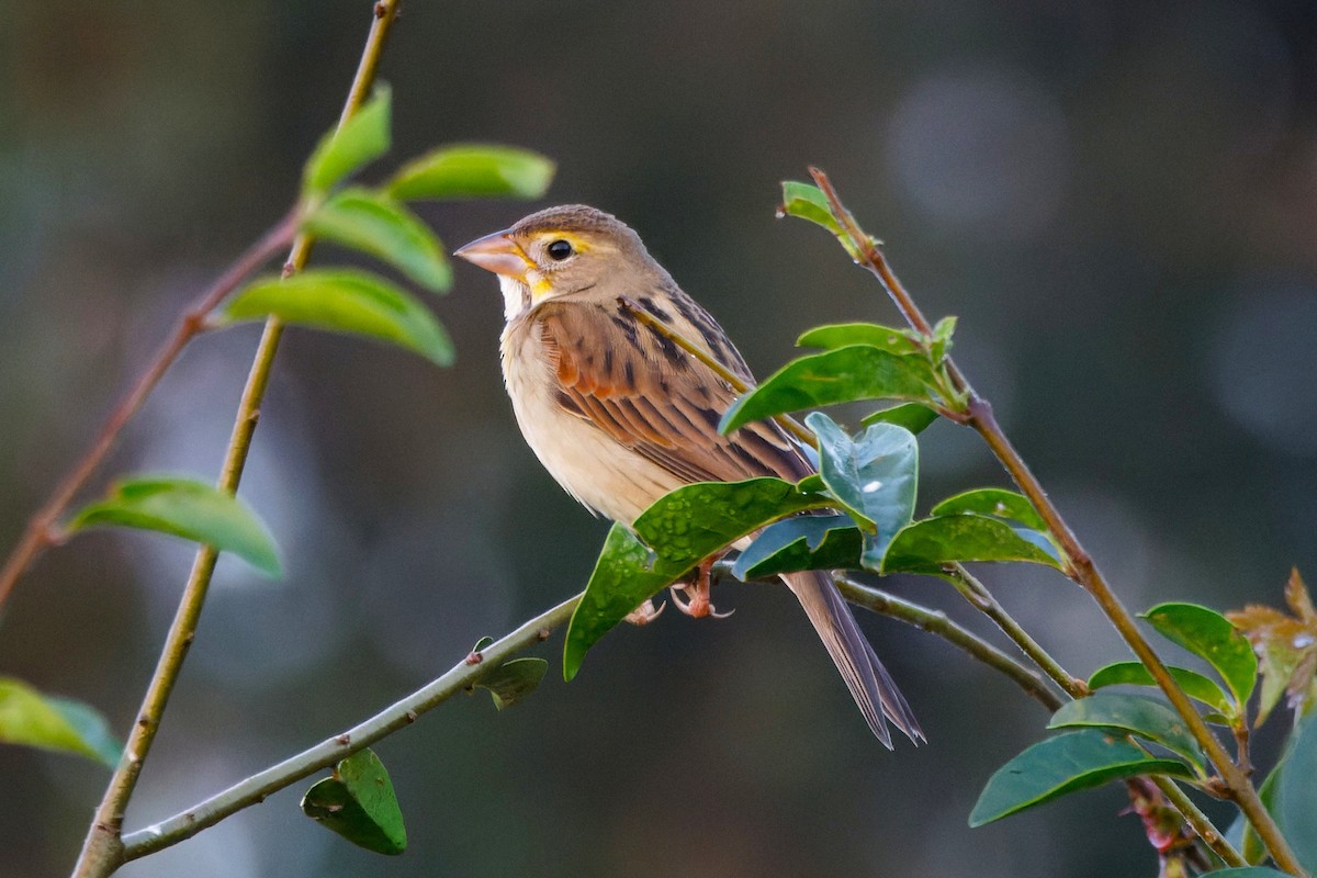 Dickcissel - ML645652456