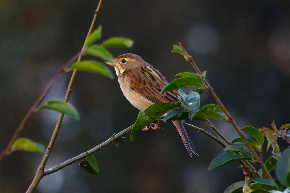 Dickcissel - ML645652457