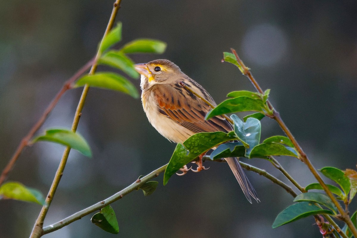 Dickcissel - ML645652458