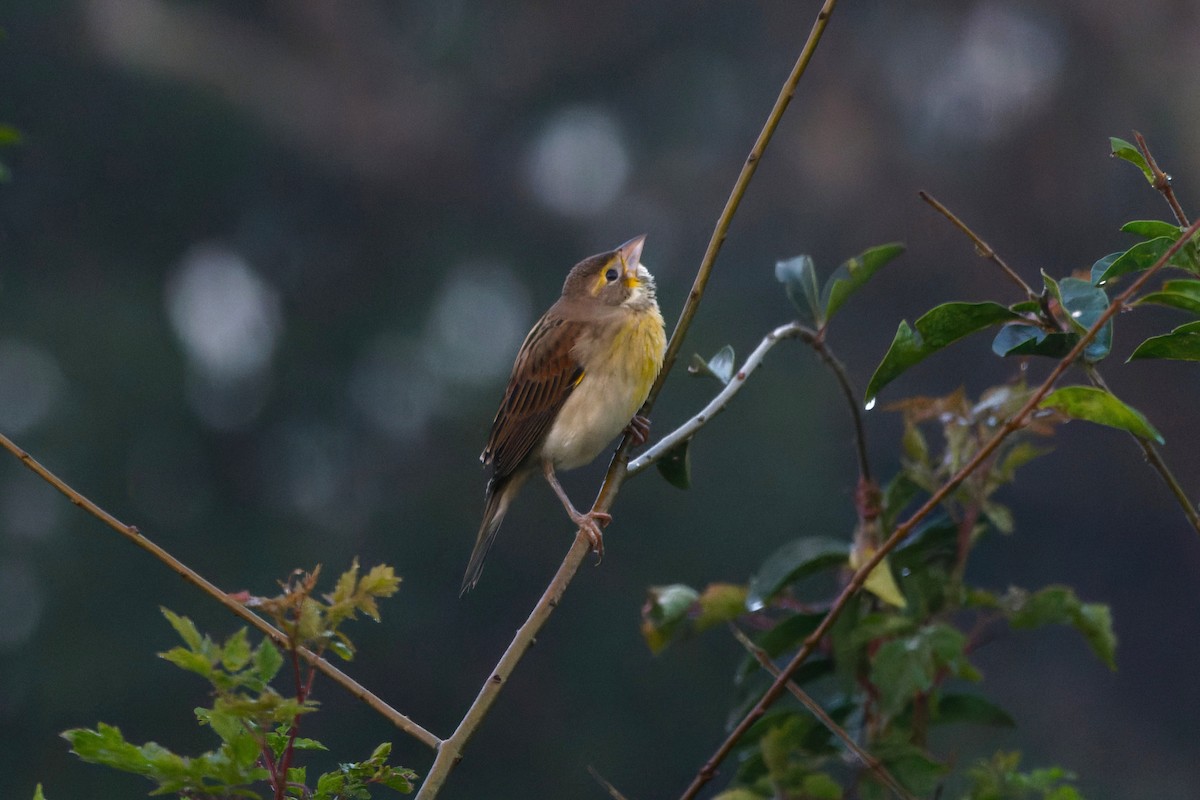 Dickcissel - ML645652459