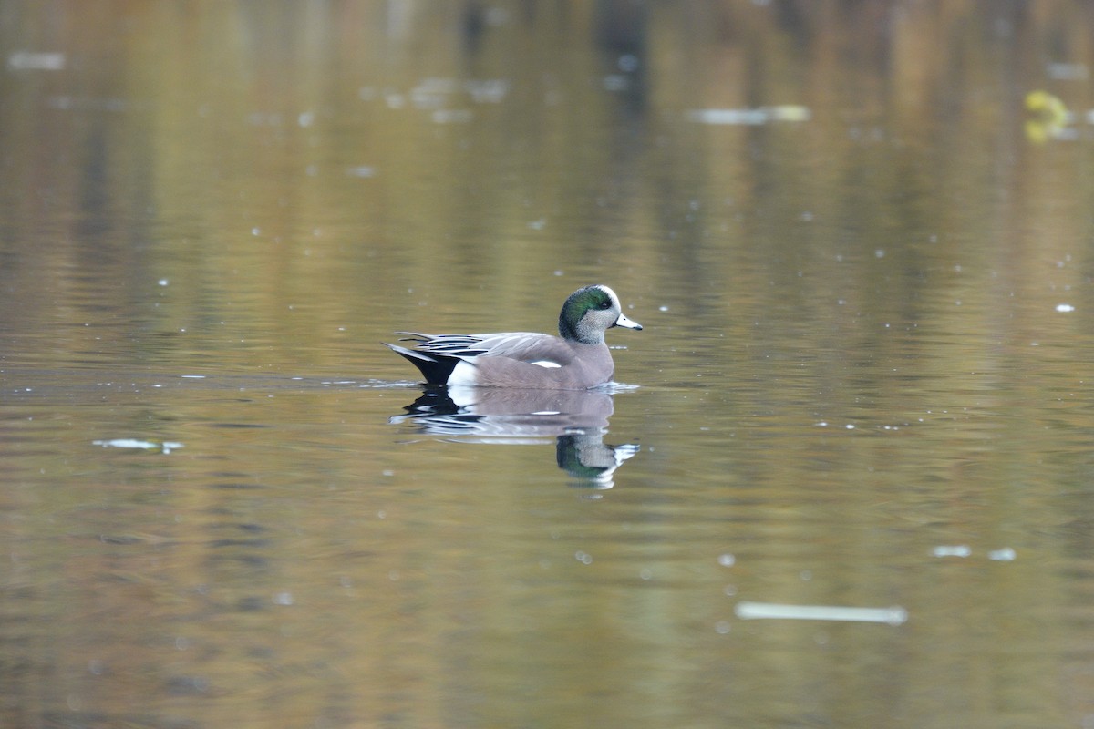 hvízdák americký - ML645652461