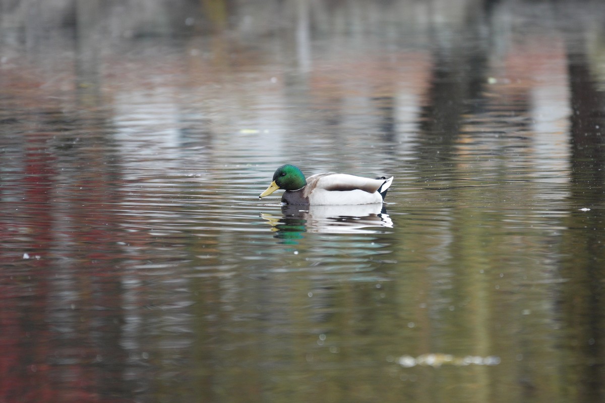 kachna divoká - ML645652465