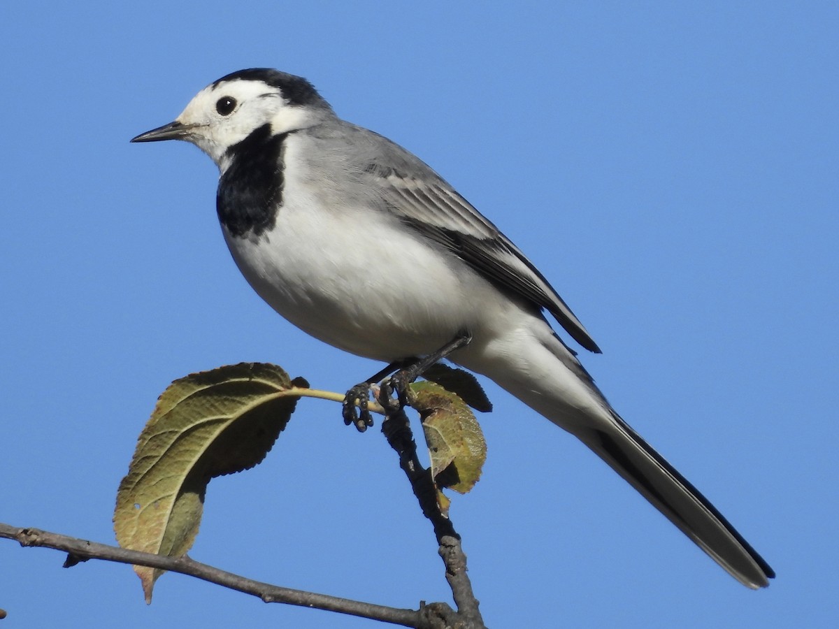 Lavandera Blanca - ML645652469