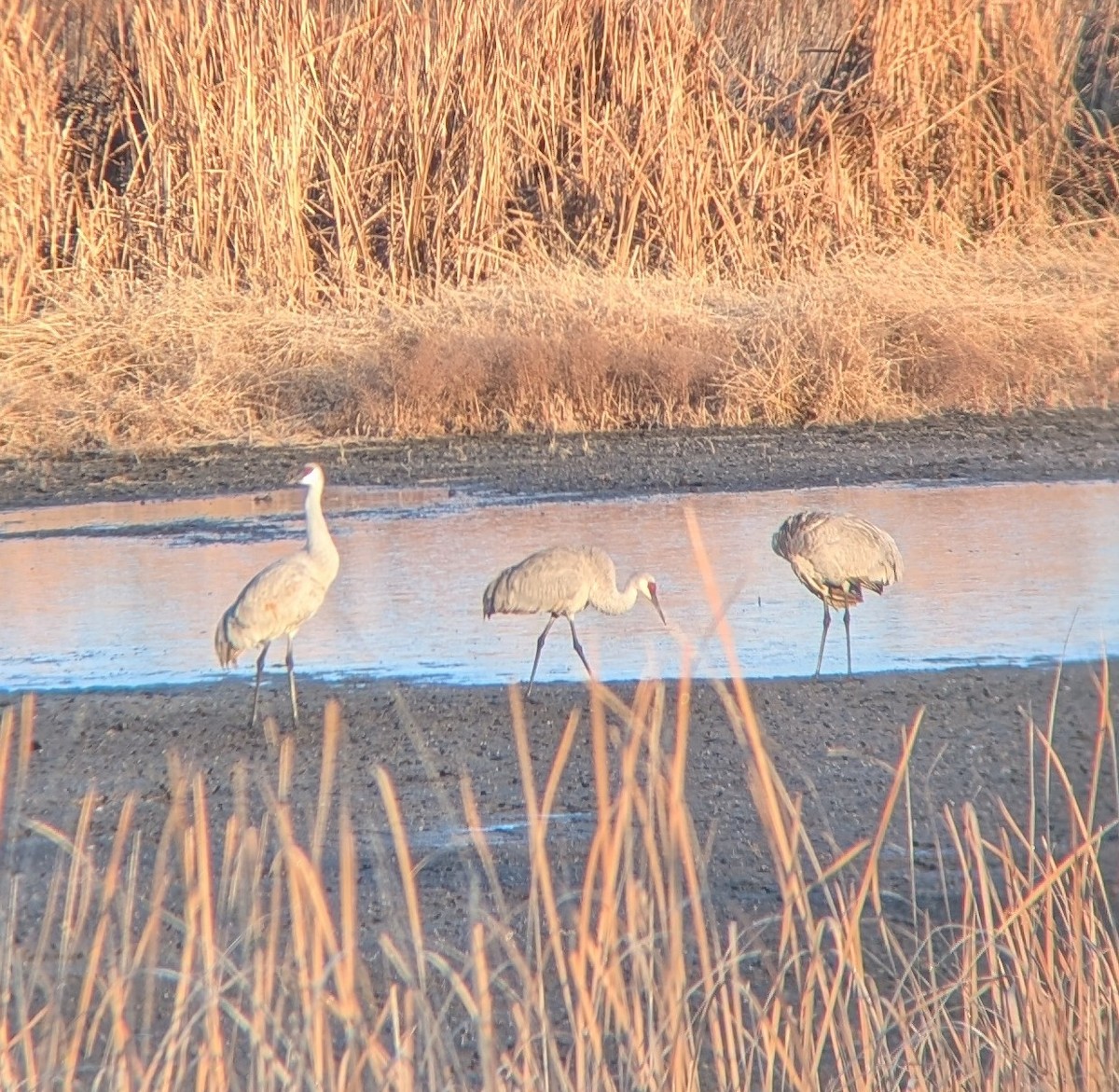 Орог тогоруу - ML645652471