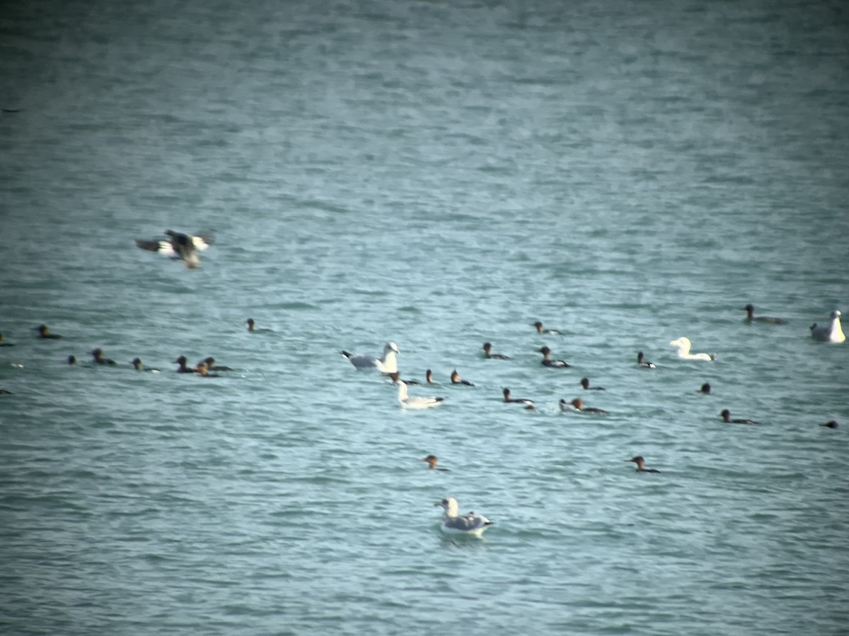 Serreta Mediana - ML645652472