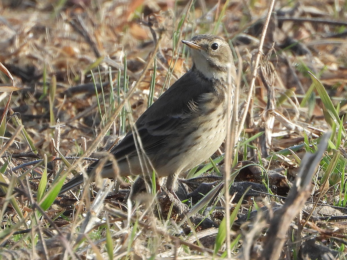 Bisbita Norteamericano - ML645652473
