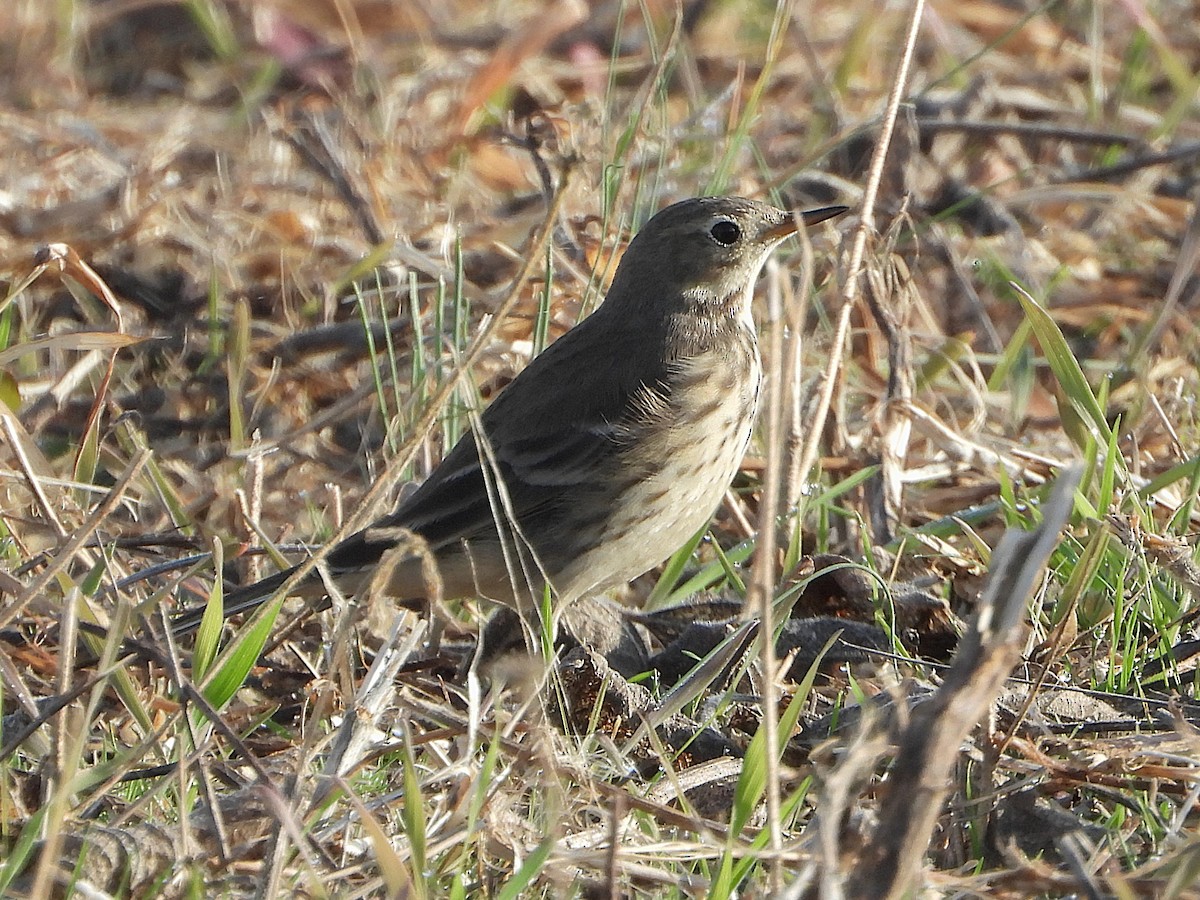 Bisbita Norteamericano - ML645652474