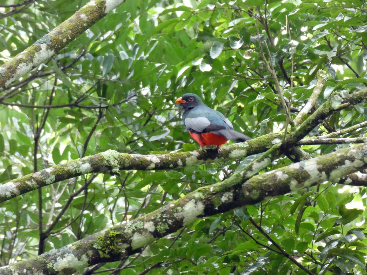 Trogón Grande - ML645652475