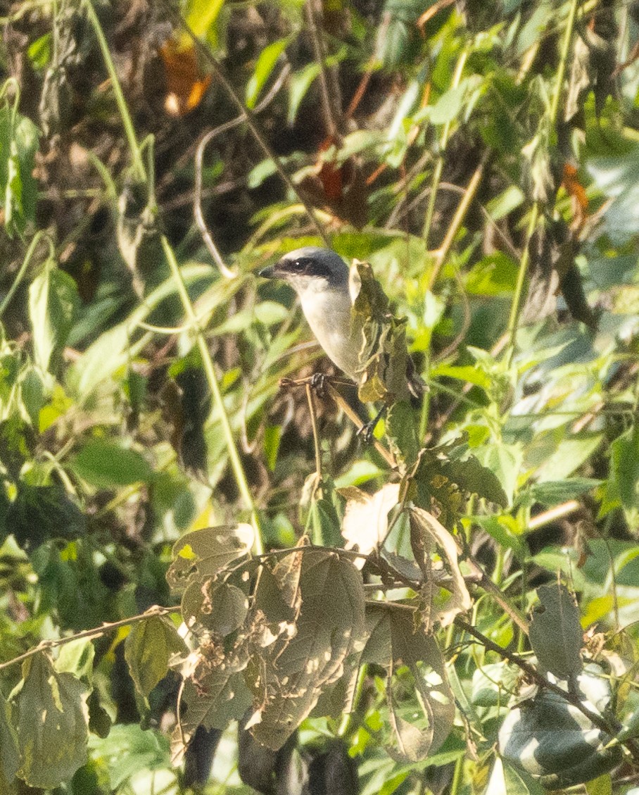 Alcaudón Schach - ML645652477