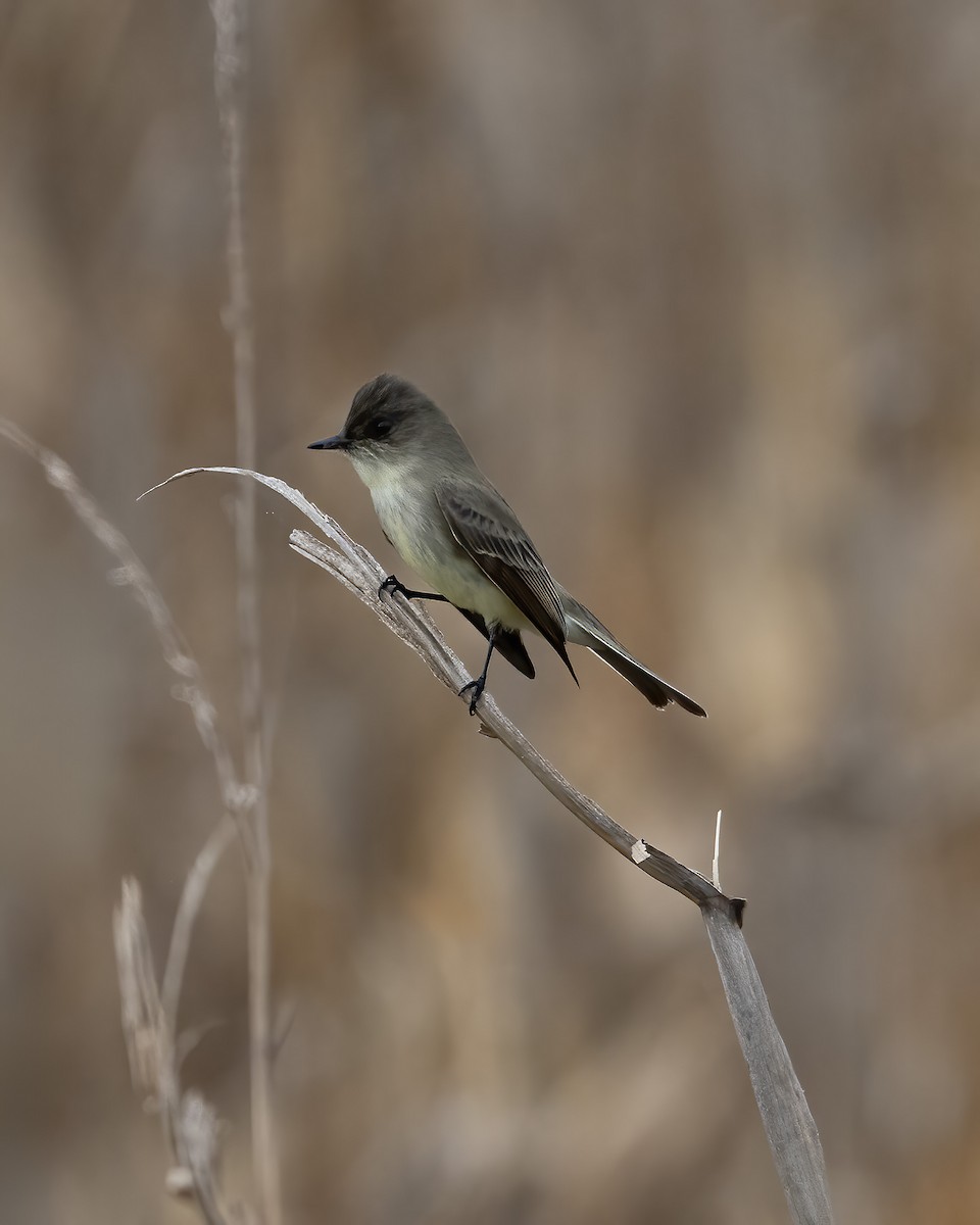 Mosquero Fibí - ML645652478