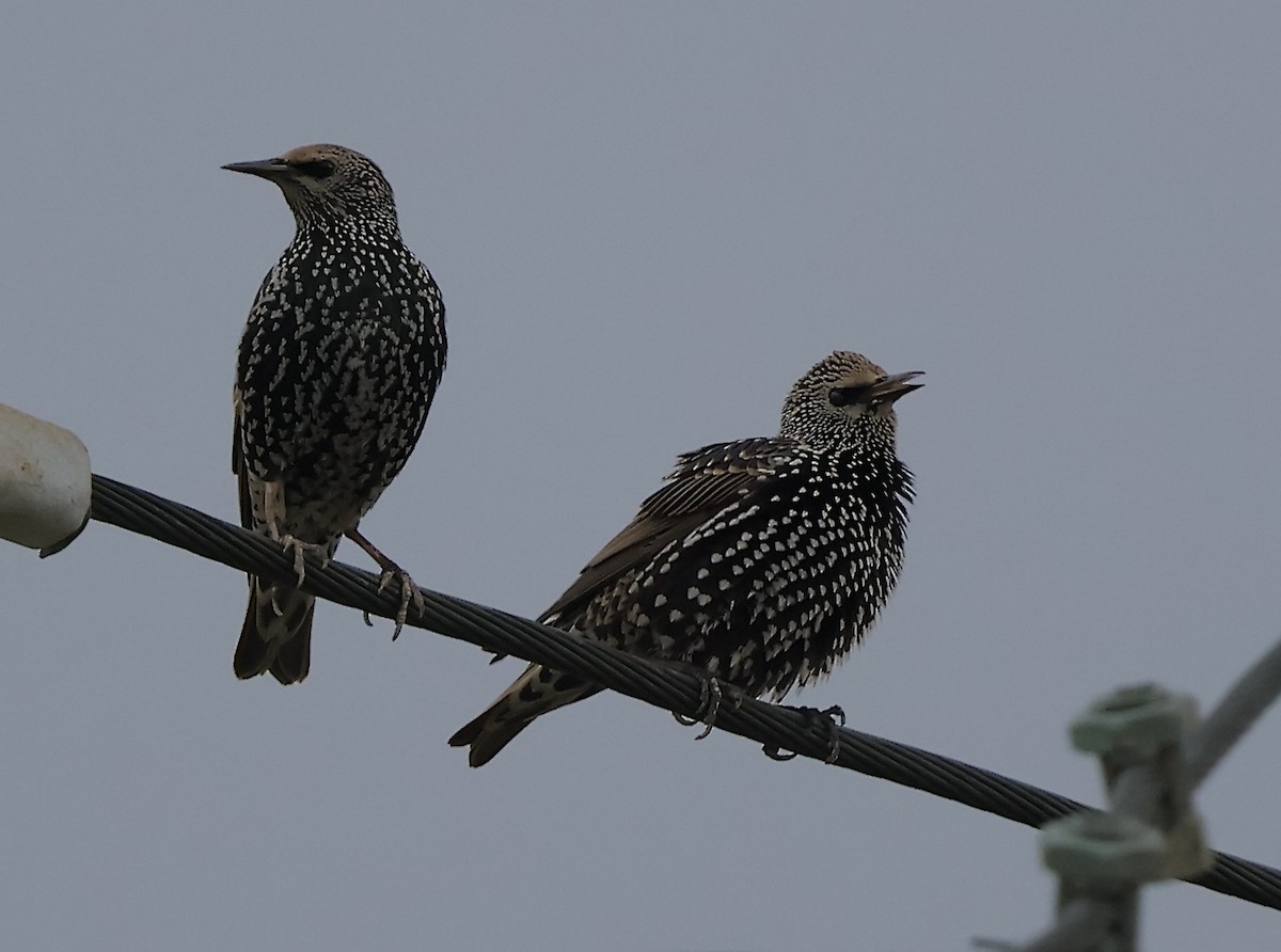 Estornino Pinto - ML645652479