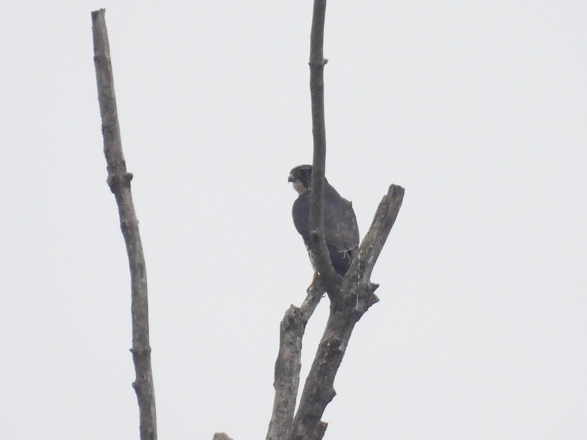 Esmerejón - ML645652480