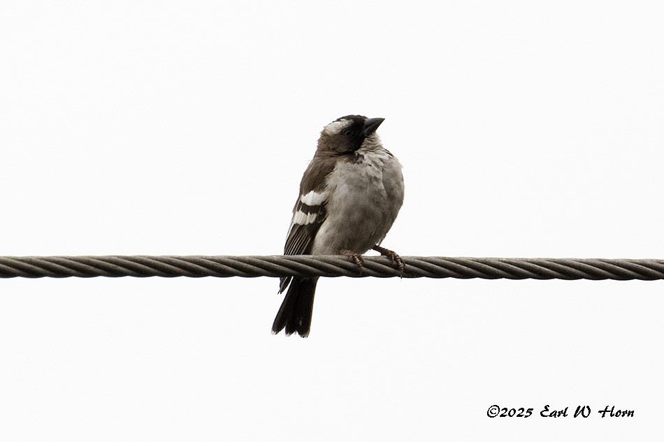 Tejedor Gorrión Cejiblanco - ML645652483