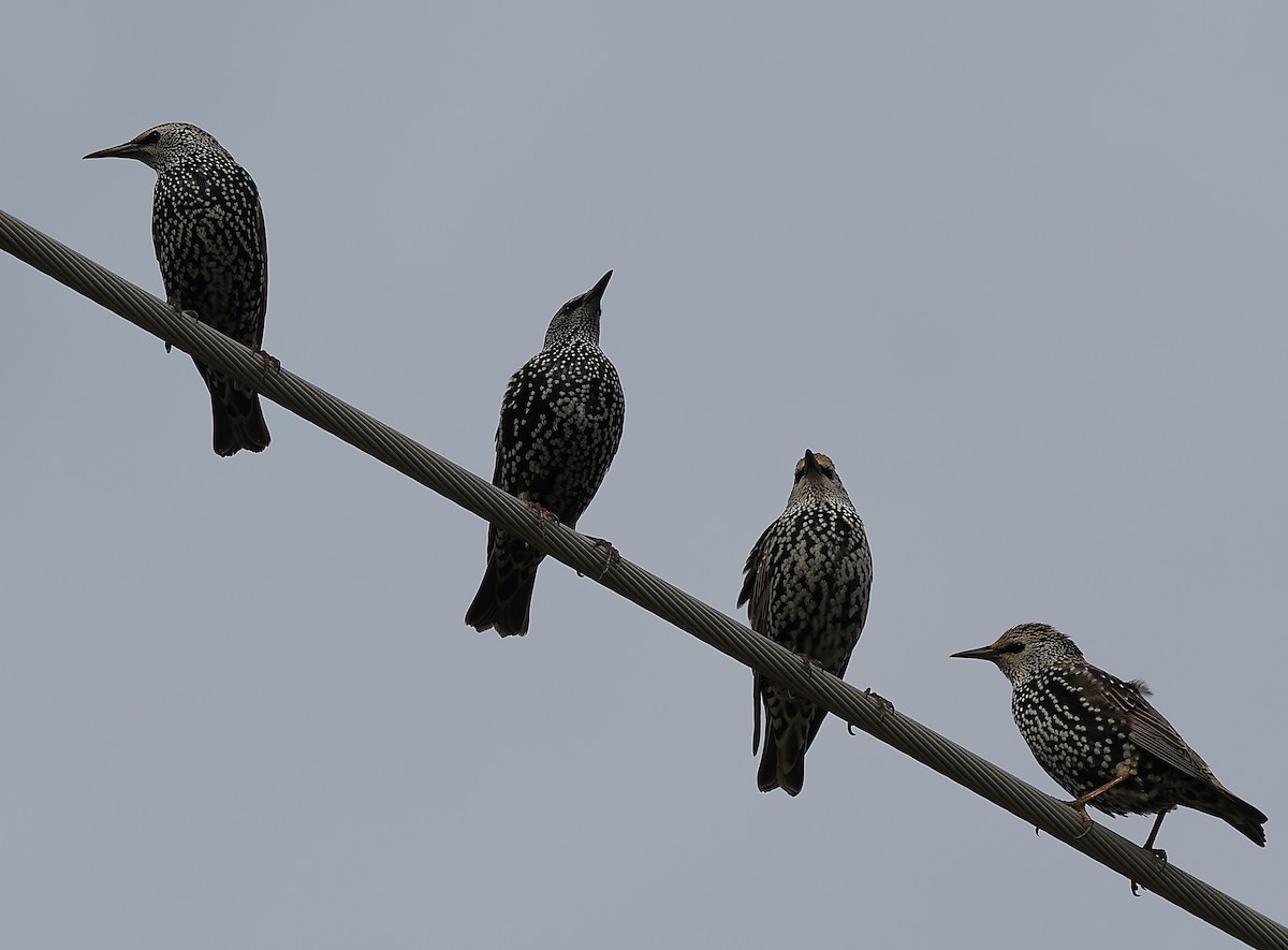 Estornino Pinto - ML645652485