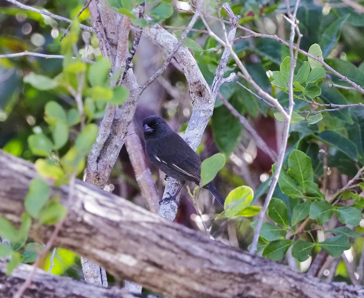 Semillero Negrito - ML645652488
