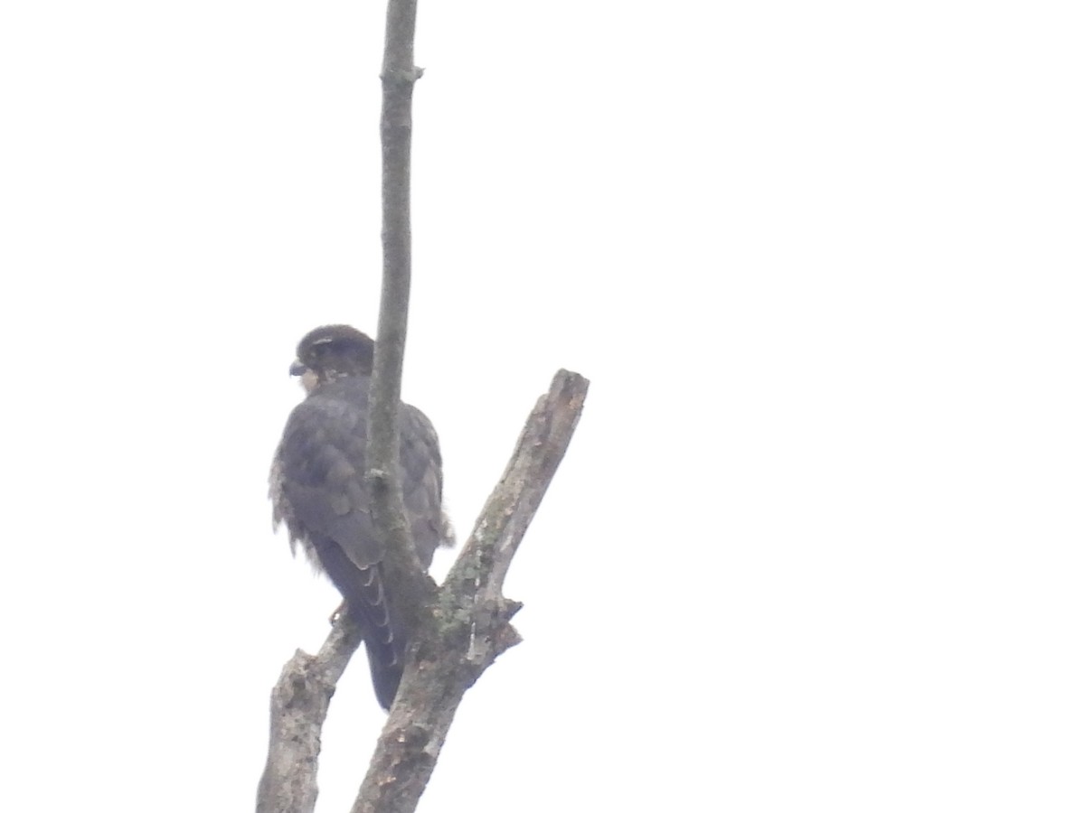 Esmerejón - ML645652489