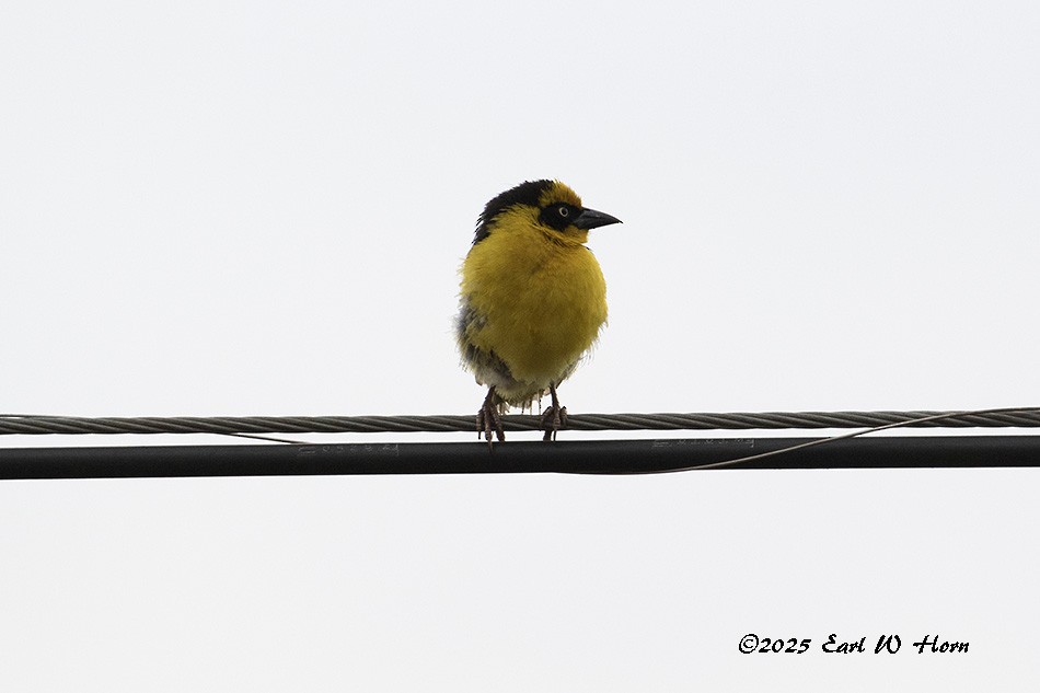 Tejedor Baglafecht - ML645652490