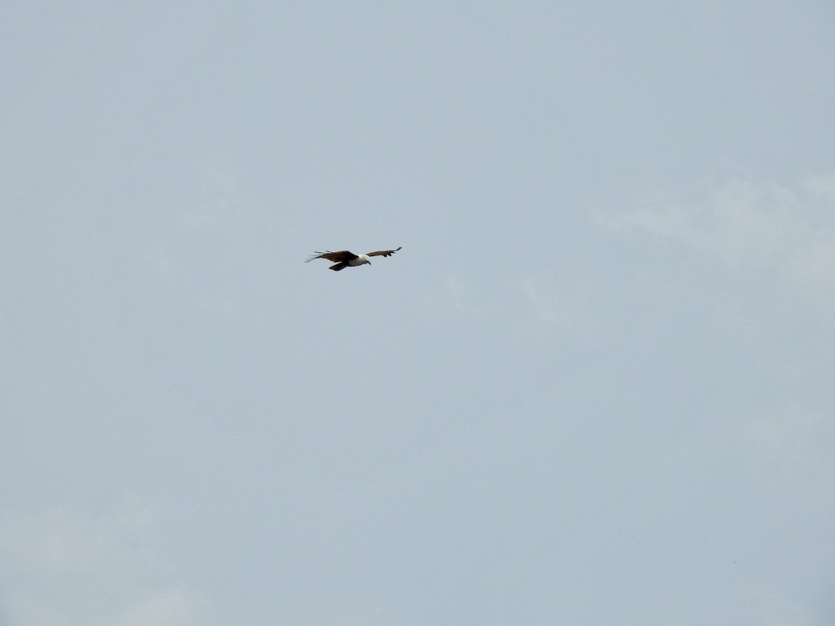 Milano Brahmán - ML645652491