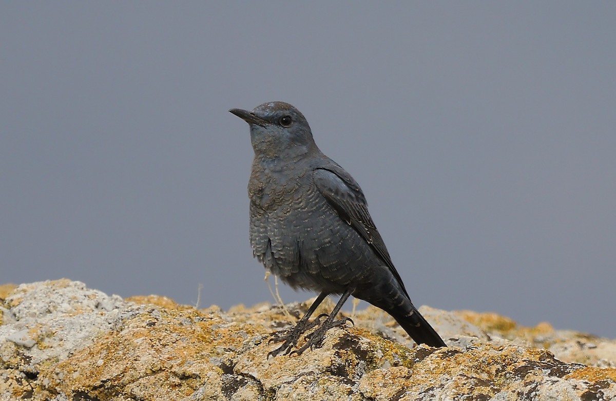 Roquero Solitario - ML645652492