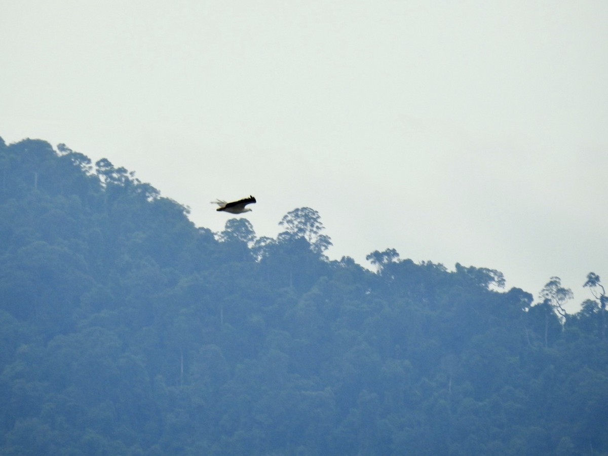 Pigargo Oriental - ML645652494