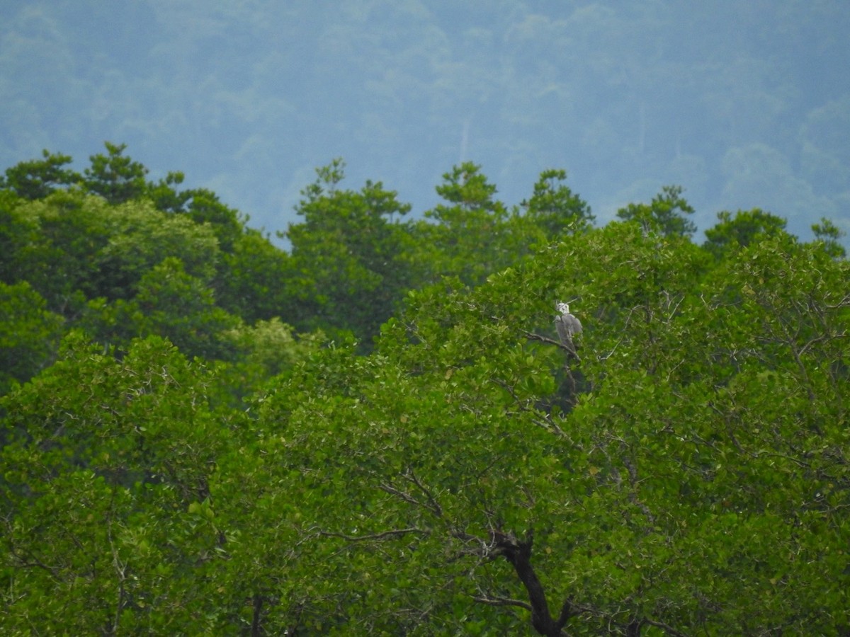 Pigargo Oriental - ML645652495