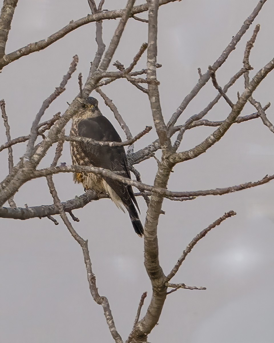 Esmerejón - ML645652496