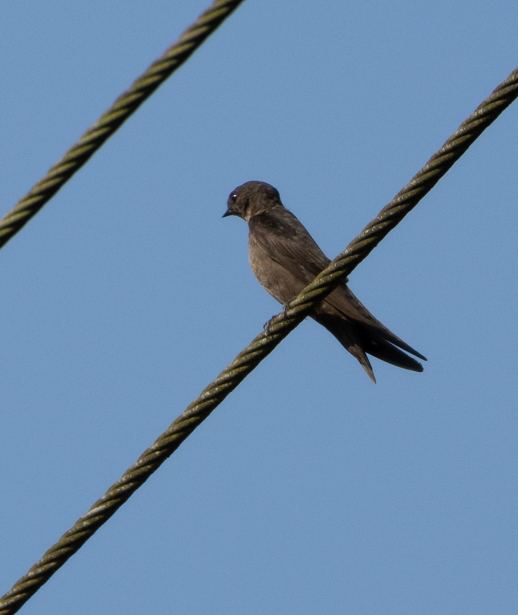Avión Oscuro - ML645652497