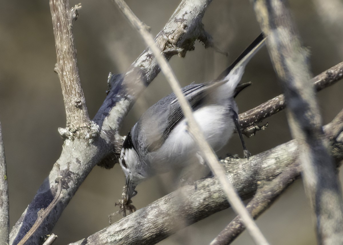 Perlita Cejiancha - ML645652498