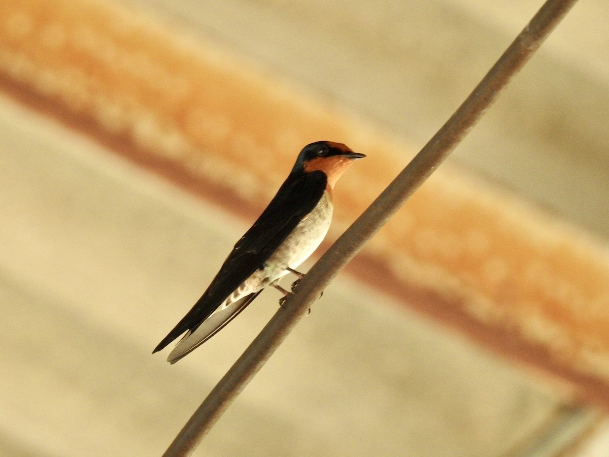 Golondrina del Pacífico - ML645652499