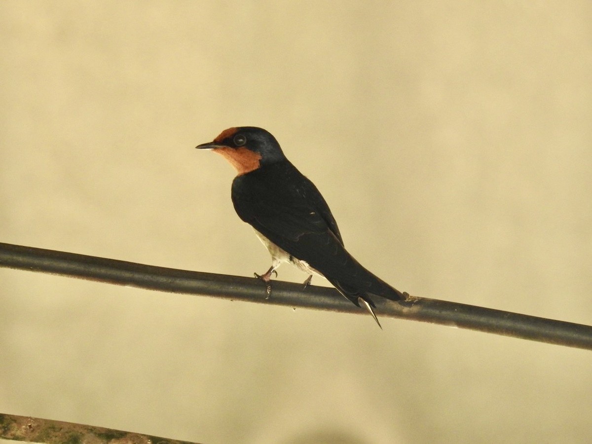 Golondrina del Pacífico - ML645652500