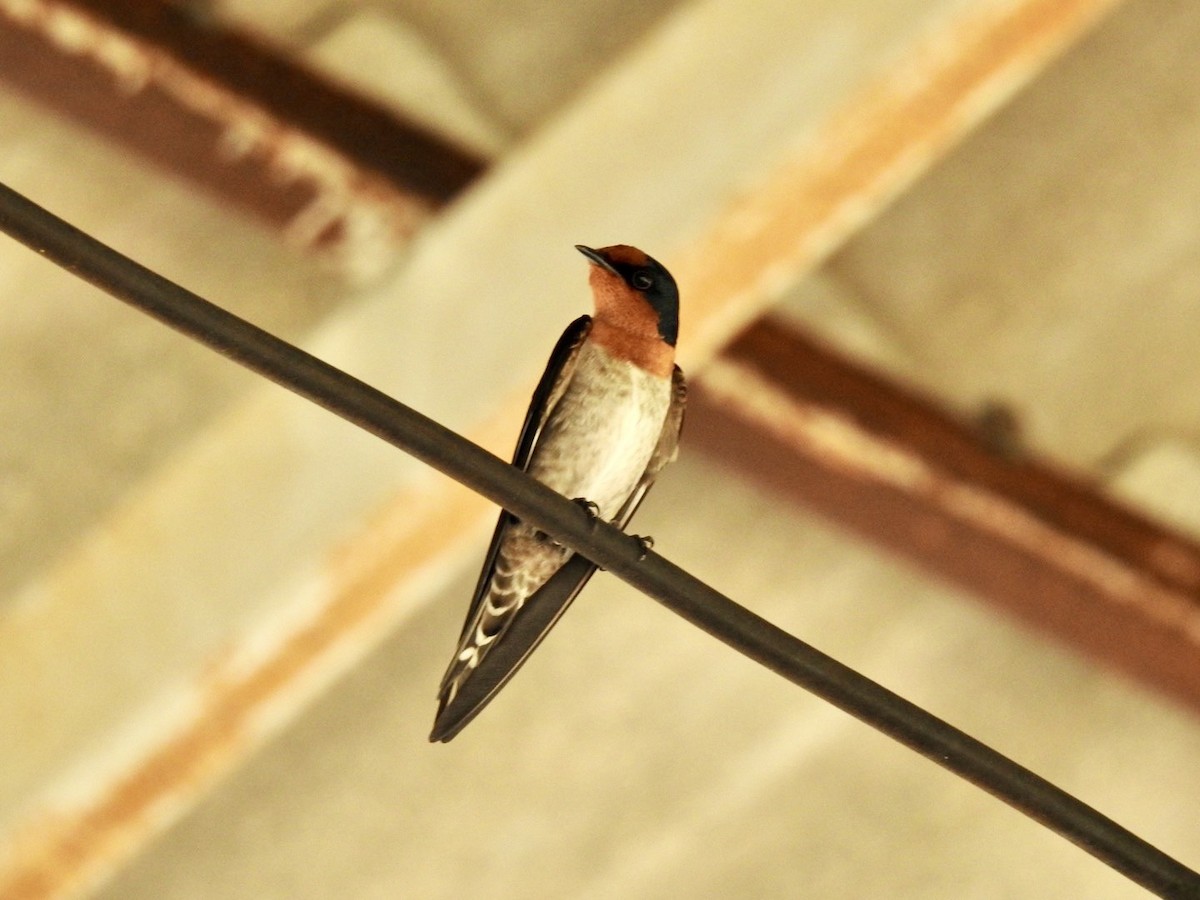 Golondrina del Pacífico - ML645652501