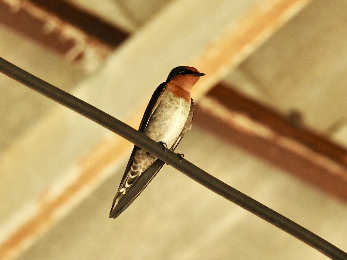 Golondrina del Pacífico - ML645652502