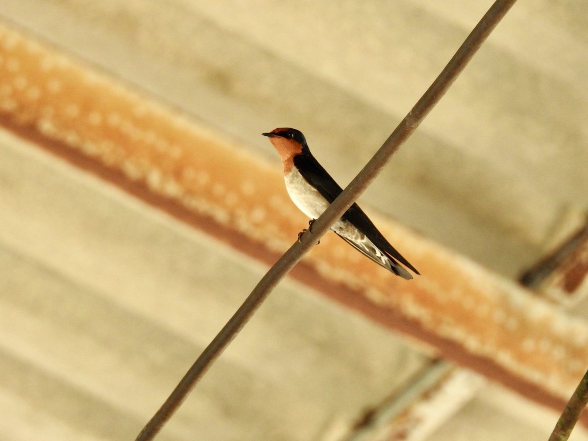 Golondrina del Pacífico - ML645652503