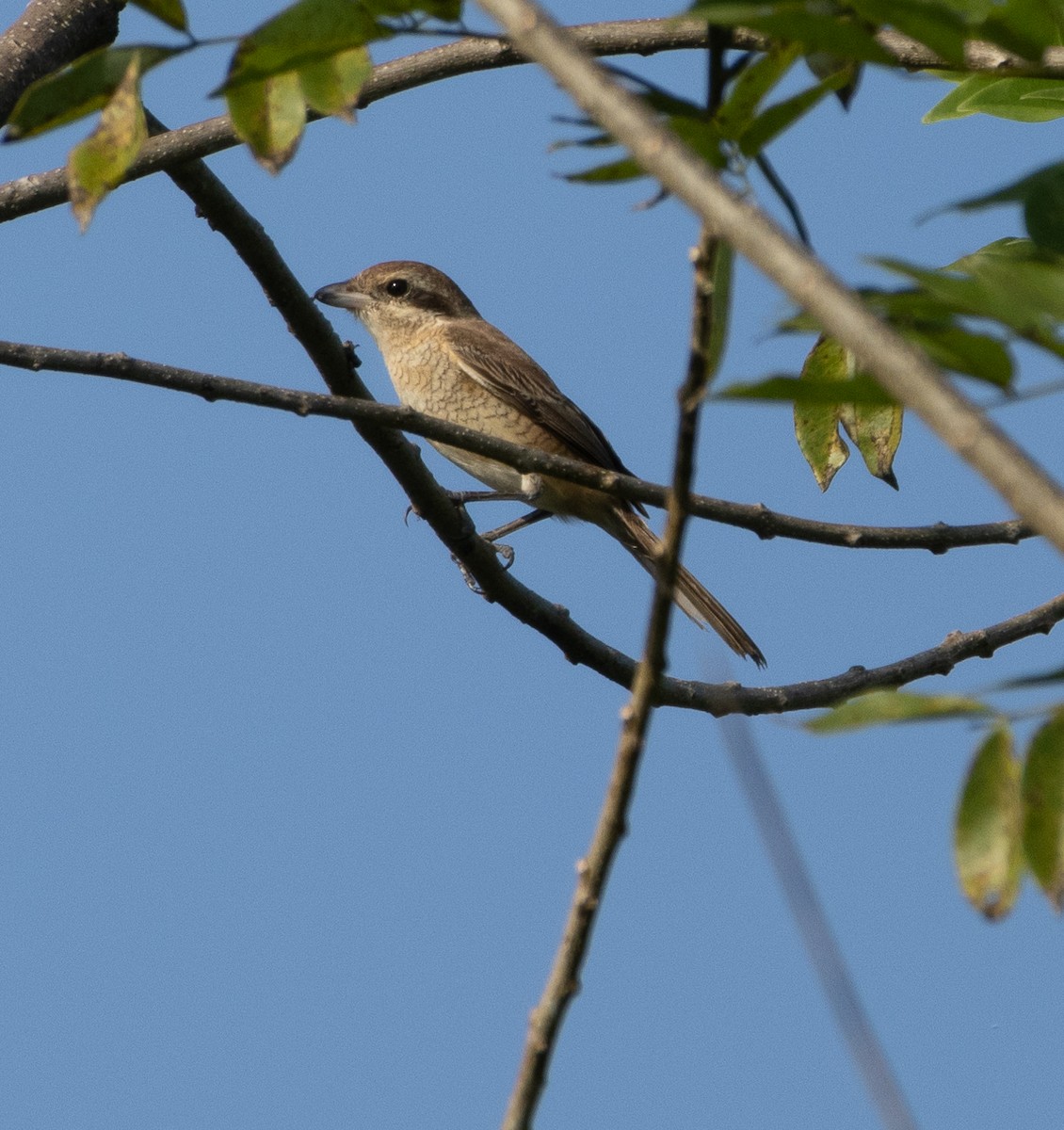 Pie-grièche brune - ML645652504