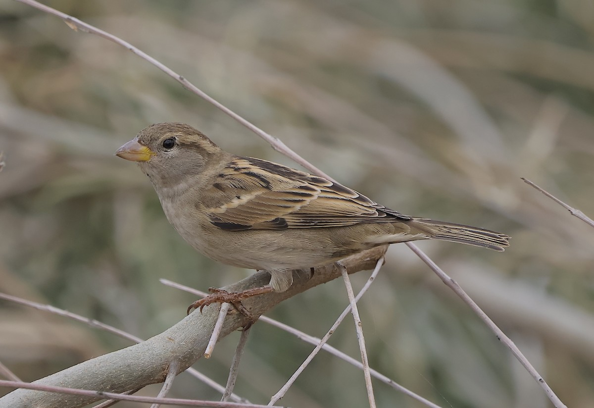 Gorrión Común - ML645652506
