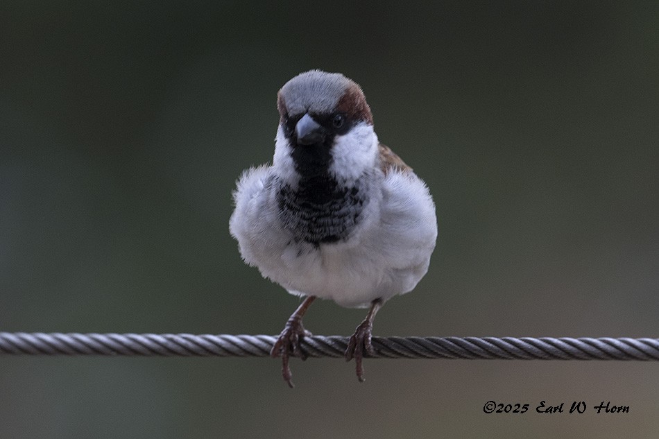 Gorrión Común - ML645652507