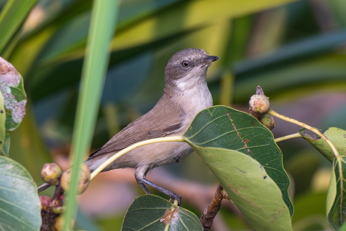 Lesser Whitethroat - ML645652509