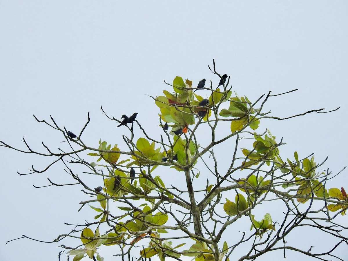 Asian Glossy Starling - ML645652510