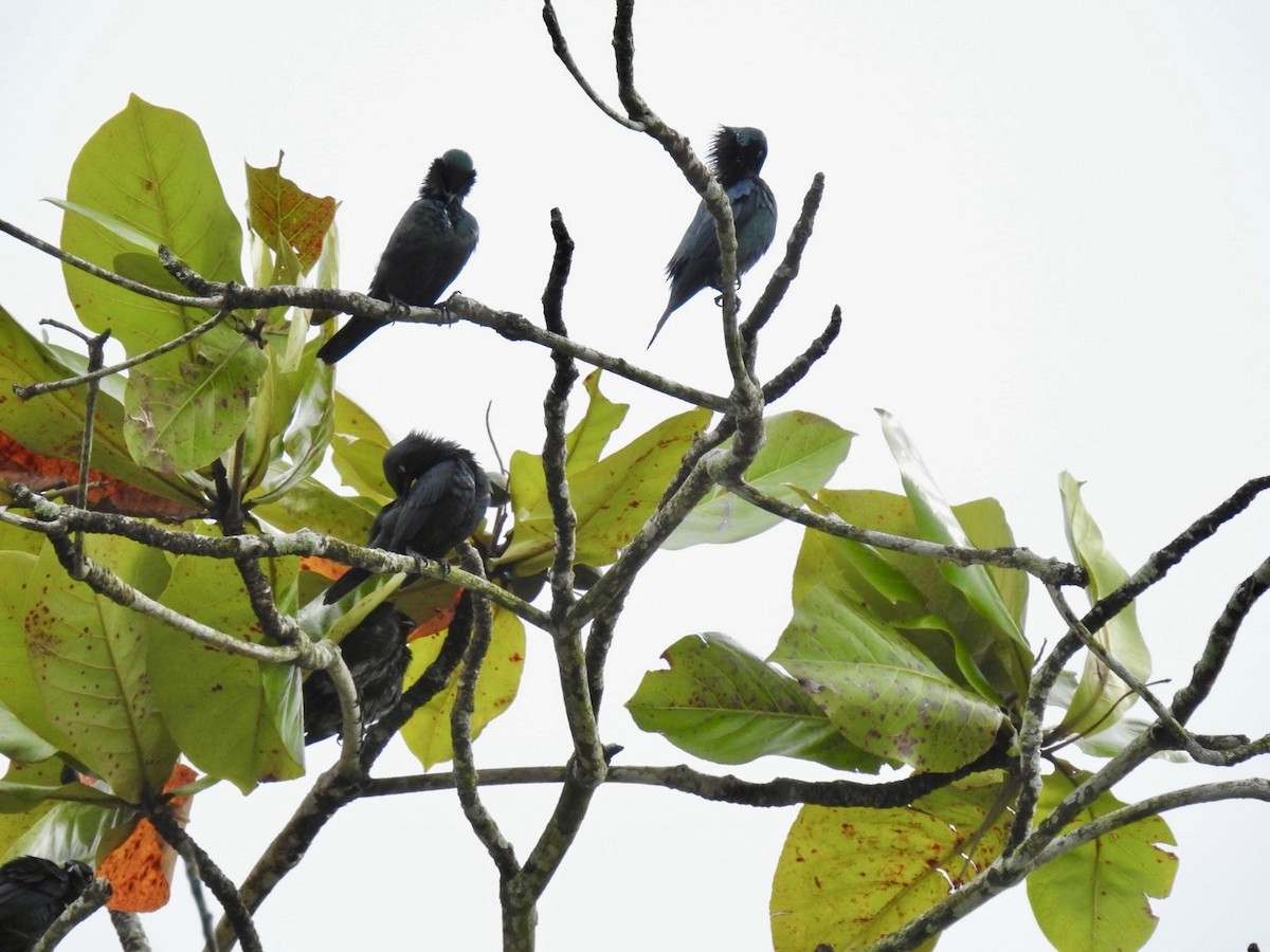 Asian Glossy Starling - ML645652511