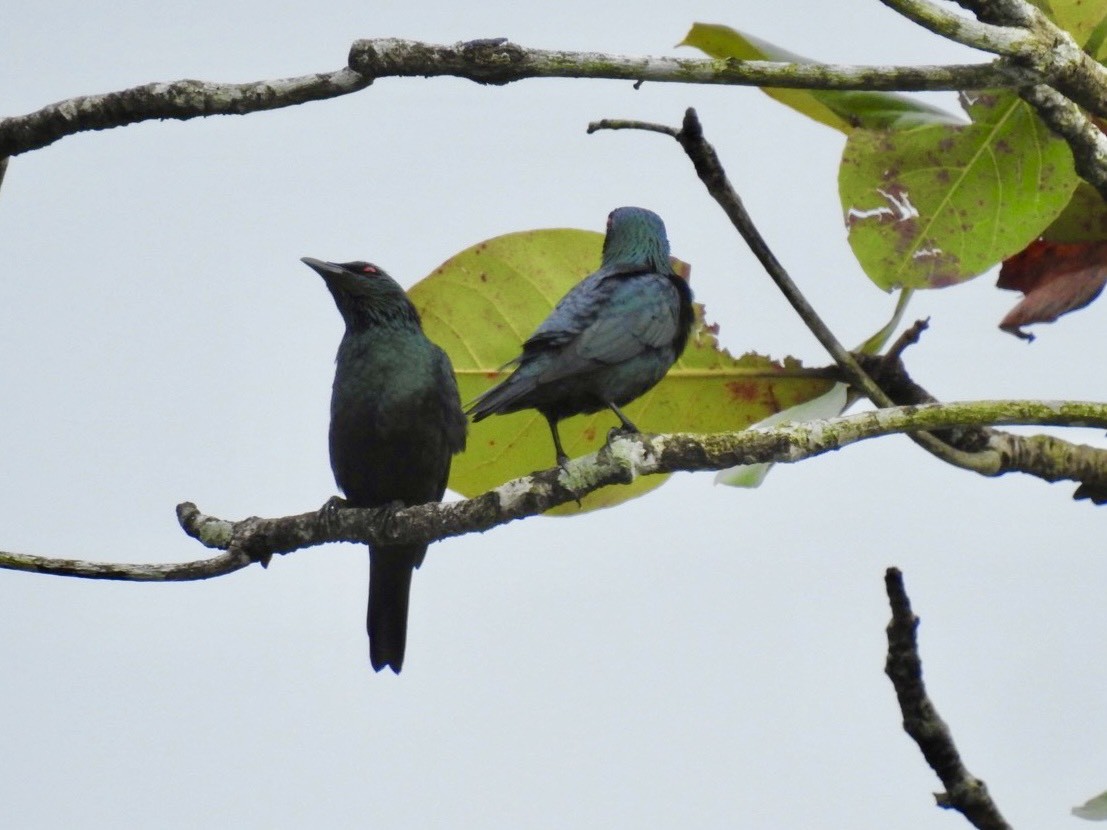 Asian Glossy Starling - ML645652512