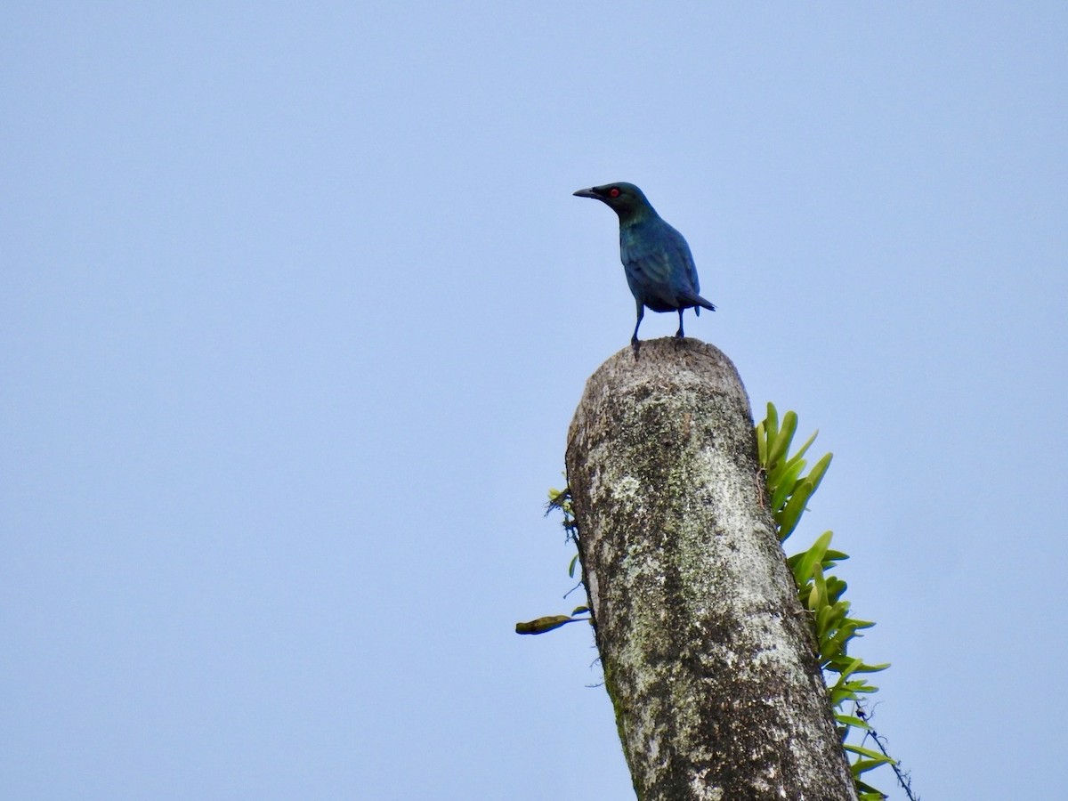 Asian Glossy Starling - ML645652513