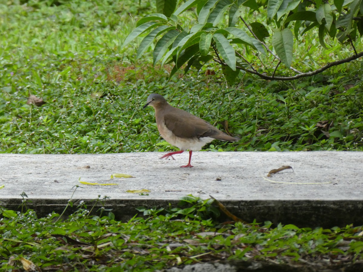Gray-headed Dove - ML645652515