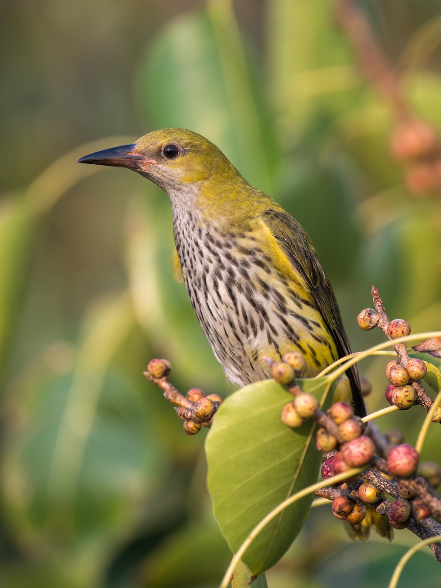 Indian Golden Oriole - ML645652518